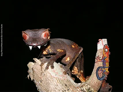 Pfeilschwanzgecko mit illustrierten Vampirzähnen schaut bedrohlich in die Kamera