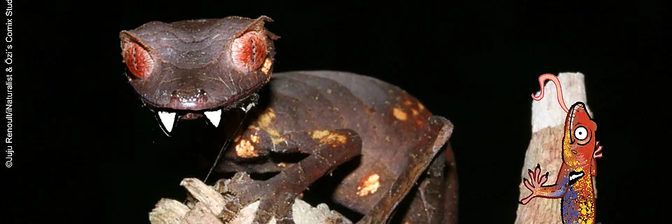 Pfeilschwanzgecko mit illustrierten Vampirzähnen schaut bedrohlich in die Kamera