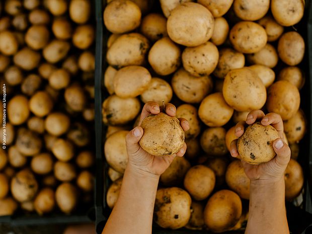 Aufgrund von genetischer Vielfalt können Karoffelsorten gezüchtet werden, die weniger Solanin enthalten.