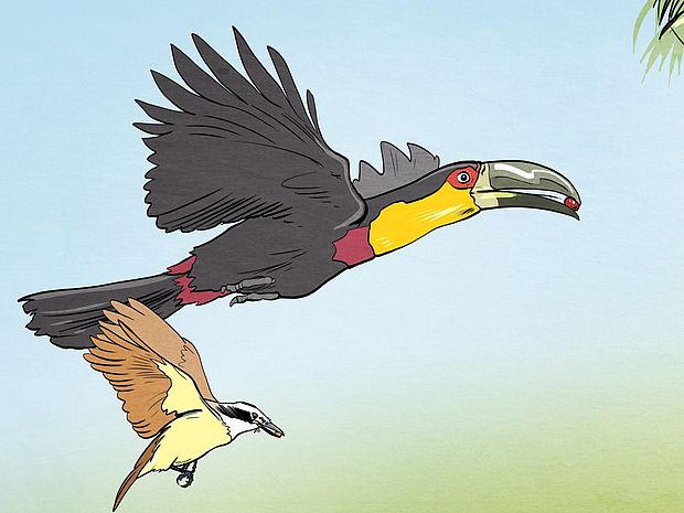 Grafik mit Tukan und kleinem Vogel - der Tukan und die Jussara-Palme, eine Geschichte über Biodiversität und den Klimawandel