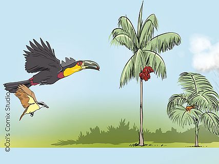 Großschnabel-Tukane (Ramphastidae) und  Jussarapalmen (Euterpe edulis) werden durch den Klimawandel und Ausbeutung an den Rand des Aussterbens getrieben.