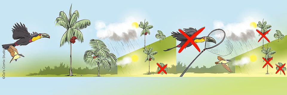 Großschnabel-Tukane (Ramphastidae) und  Jussarapalmen (Euterpe edulis) werden durch den Klimawandel und Ausbeutung an den Rand des Aussterbens getrieben.