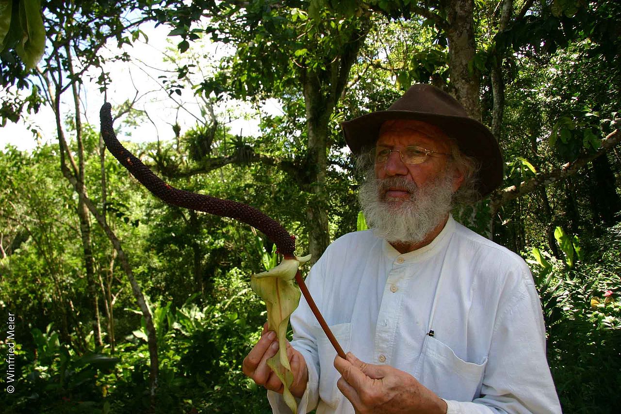 Wilfried Merle, der Entdecker der Anthurium merlei ©Winfried Meier Wilfried Merle mit seiner Entdeckung, der Anthurium merlei ©Winfried Meier