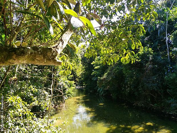 Der Amazonas ist die Heimat von vielen Flussdelfinen ©OroVerde – I. Naendrup