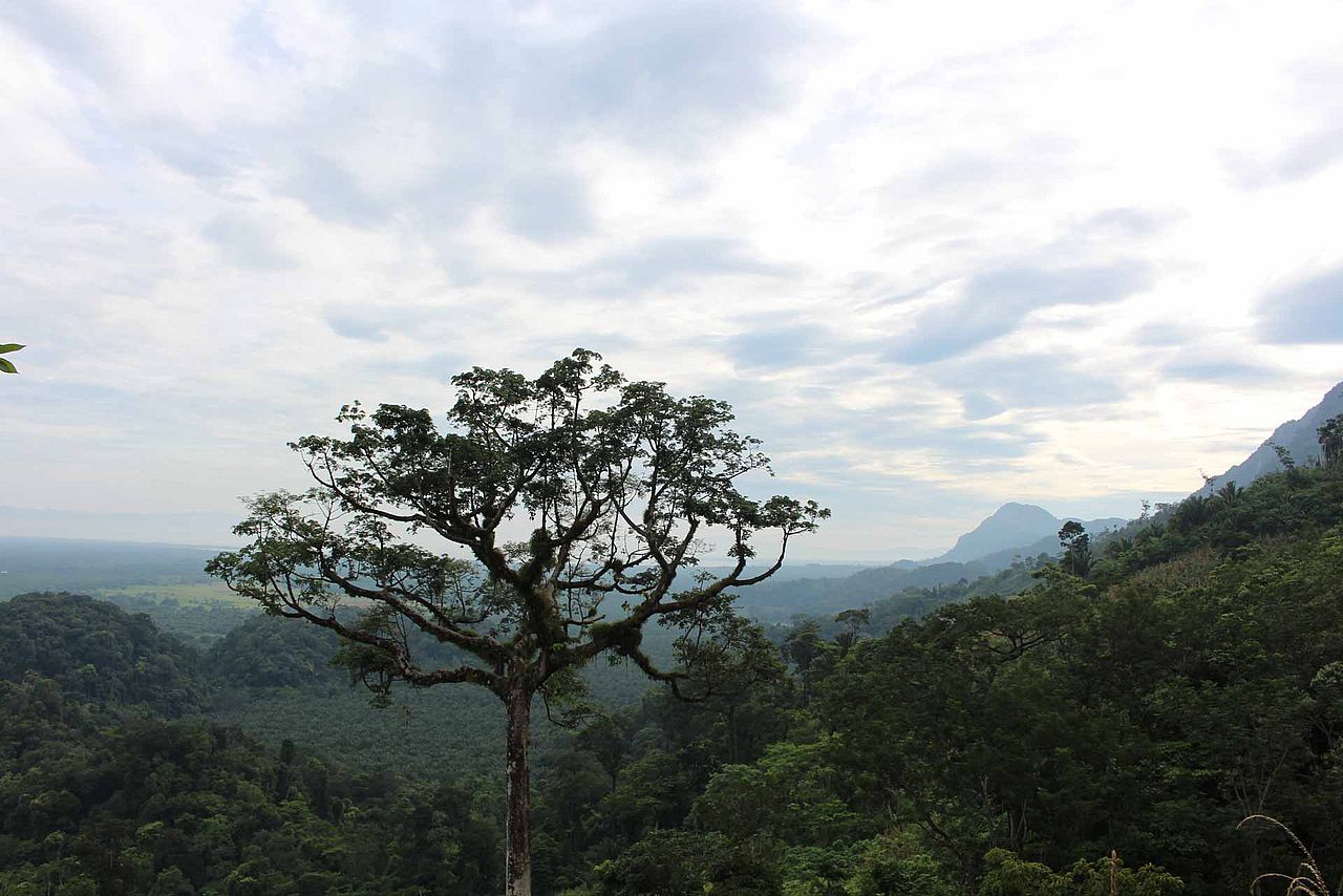 Regenwald Guatemala ©OroVerde