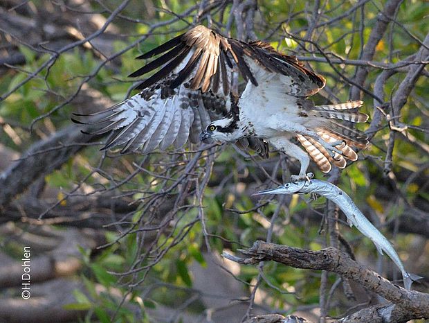 Auch Fischadler leben in den Mangroven und finden durch die zahlreichen Fischarten genügend Nahrungsquellen. © Herbert Dohlen