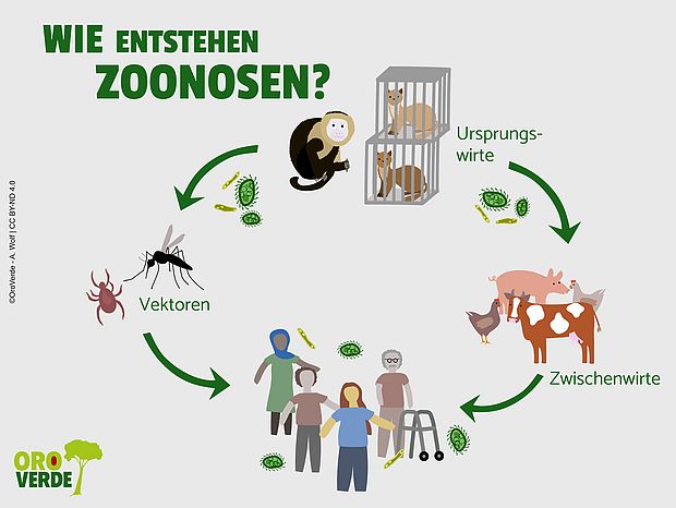 Zoonosen spielen eine große Rolle bei der Verbreitung von Infektionskrankheiten. ©Tropenwaldzerstörung als Treiber für Epidemien und Pandemien. ©Oroverde - A. Wolf