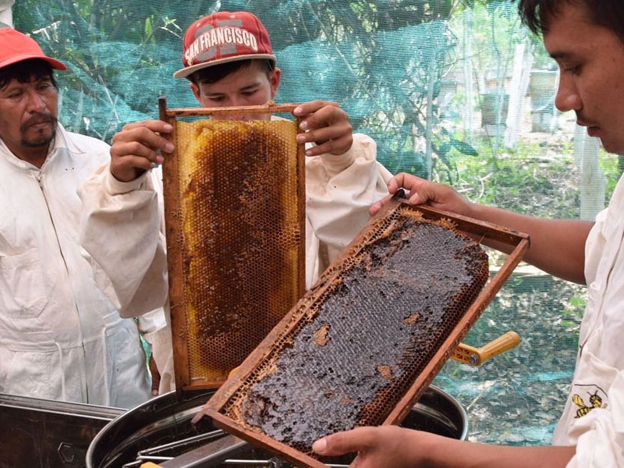 Honig-Ernte im Regenwald ©OroVerde
