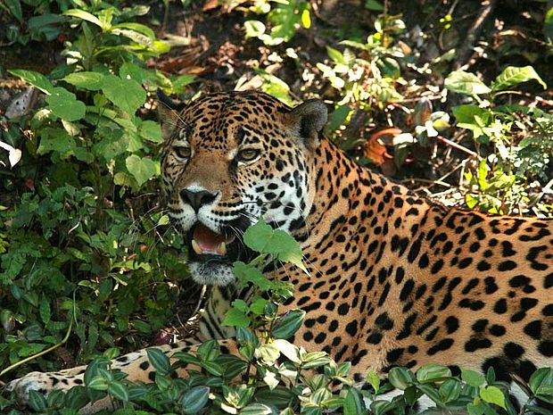 Der Jaguar: eines der größten Tiere im Regenwald © Gianna Lazzarini