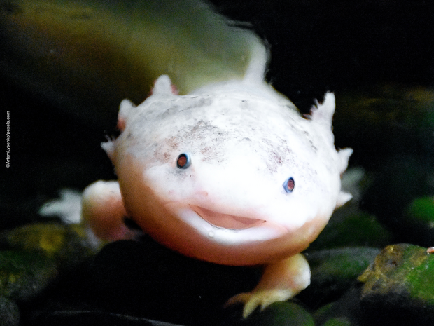 Ein weißer Axolotl schaut in die Kamera ©ArtemLysenko/pexels.com