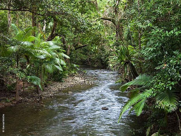 Durch Regenwaldabholzung wird auch der kleine Wasserkreislauf gestört ©Konrad Wothe