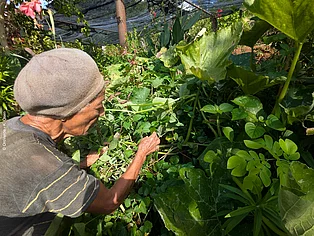 Donia Marielena zeigt ihren Hausgarten in Las Guásimas. Viele Familien versuchen aktuell, Obst und Gemüse selbst anzubauen, um sich trotz Versorgungskrise und Stromausfällen mit Lebensmitteln zu versorgen. © OroVerde - K. Osen