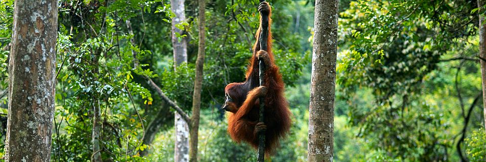 Ein Orang-Utan klammert sich an einem dünnen, kahlen Baum fest.
