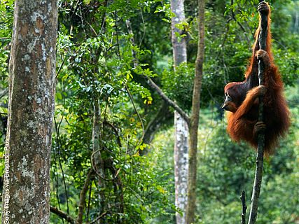 Ein Orang-Utan klammert sich an einem dünnen, kahlen Baum fest.