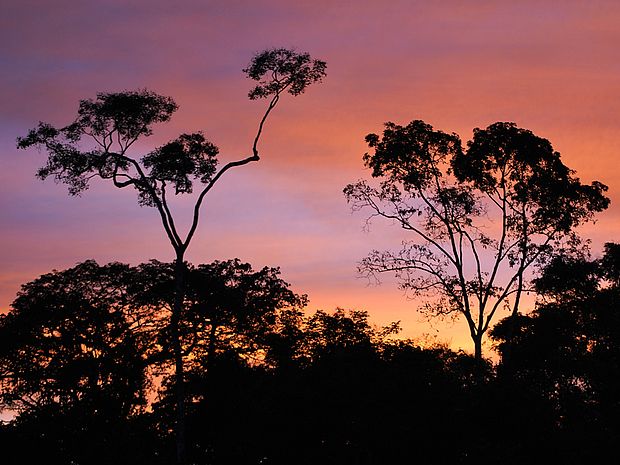 Sonnenuntergang im tropischen Regenwald ©Philip Gondecki