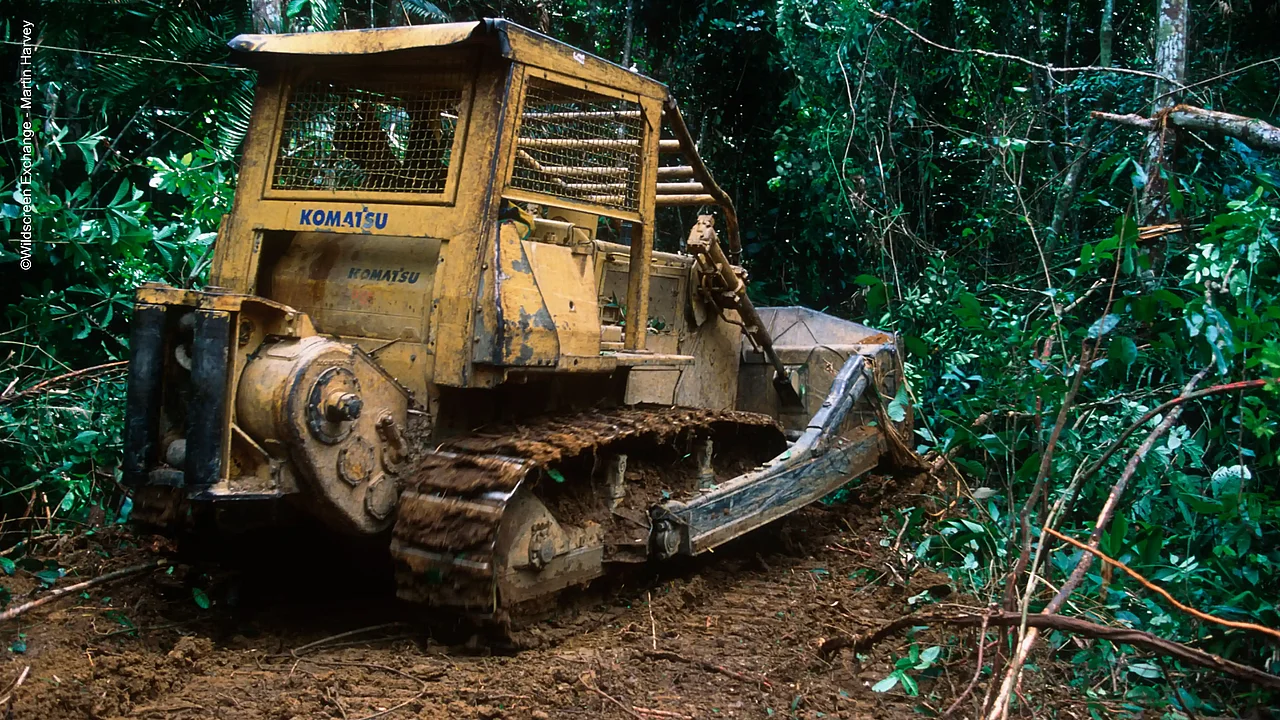 Ein gelber Bagger fährt Schneisen in den Regenwald hinein.