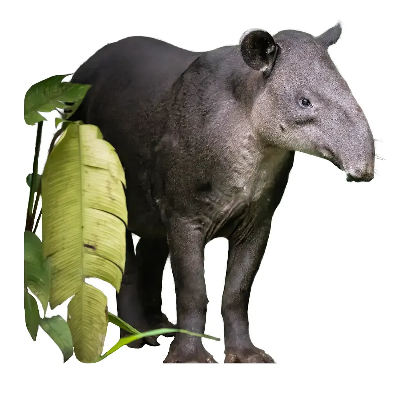 Tapir freigestellt © Jose Mario Alfaro via iStock Freigestellter Tapir hinter Blättern