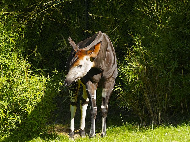 Okapi vor Bambus.