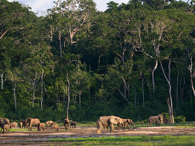 Eine Gruppe Waldelefanten im Kongobecken