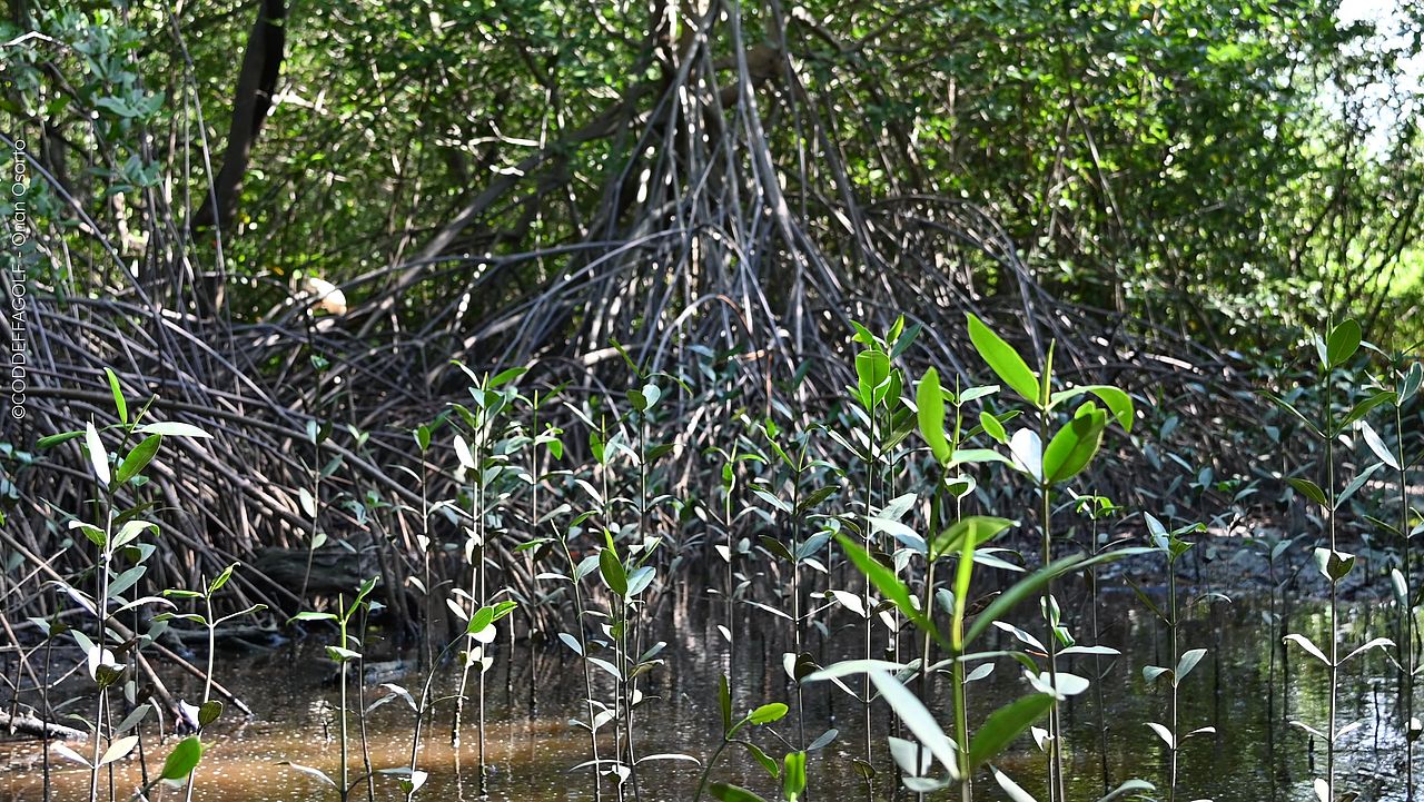 Mangrovenwald an der Küste Honduras