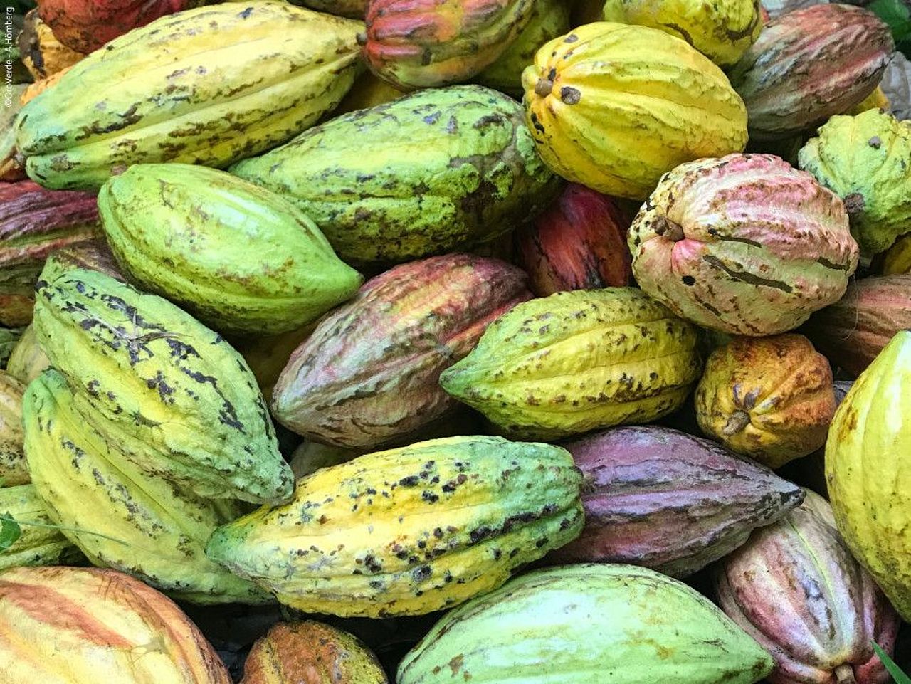 Geerntete Kakaofrüchte ©OroVerde - A. Hillbrand