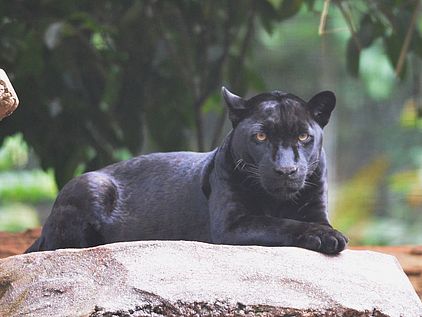 Der schwarzer Panther ist ein vom Melanismus betroffener Jaguar oder Leopard © Anderson Sandro