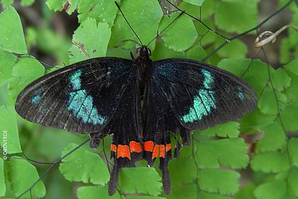 Der Parides gundlachianus ist eine endemische Schmetterlingsart, fotografiert im Biosphärenreservat Cuchillas del Toa. ©OroVerde/E.Mannigel