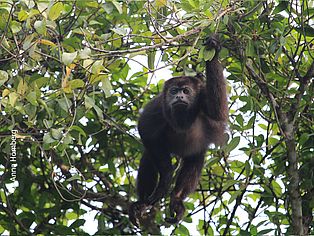 Brüllaffe im Naturschutzgebiet Bocas del Polochic, Guatemala