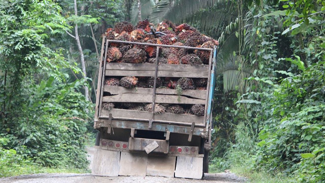 Ein LKW voller Fruchtbündel fährt die Ernte der Ölpalmen zur Fabrik. ©Anna Hömberg