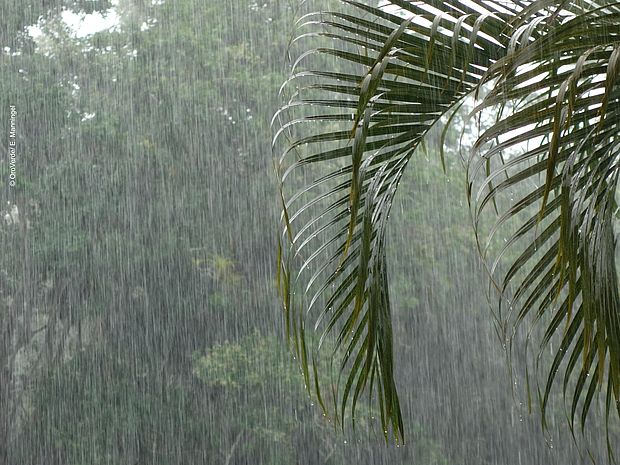 Heftige Schauer im Regenwald speisen die Fliegenden Flüsse. 