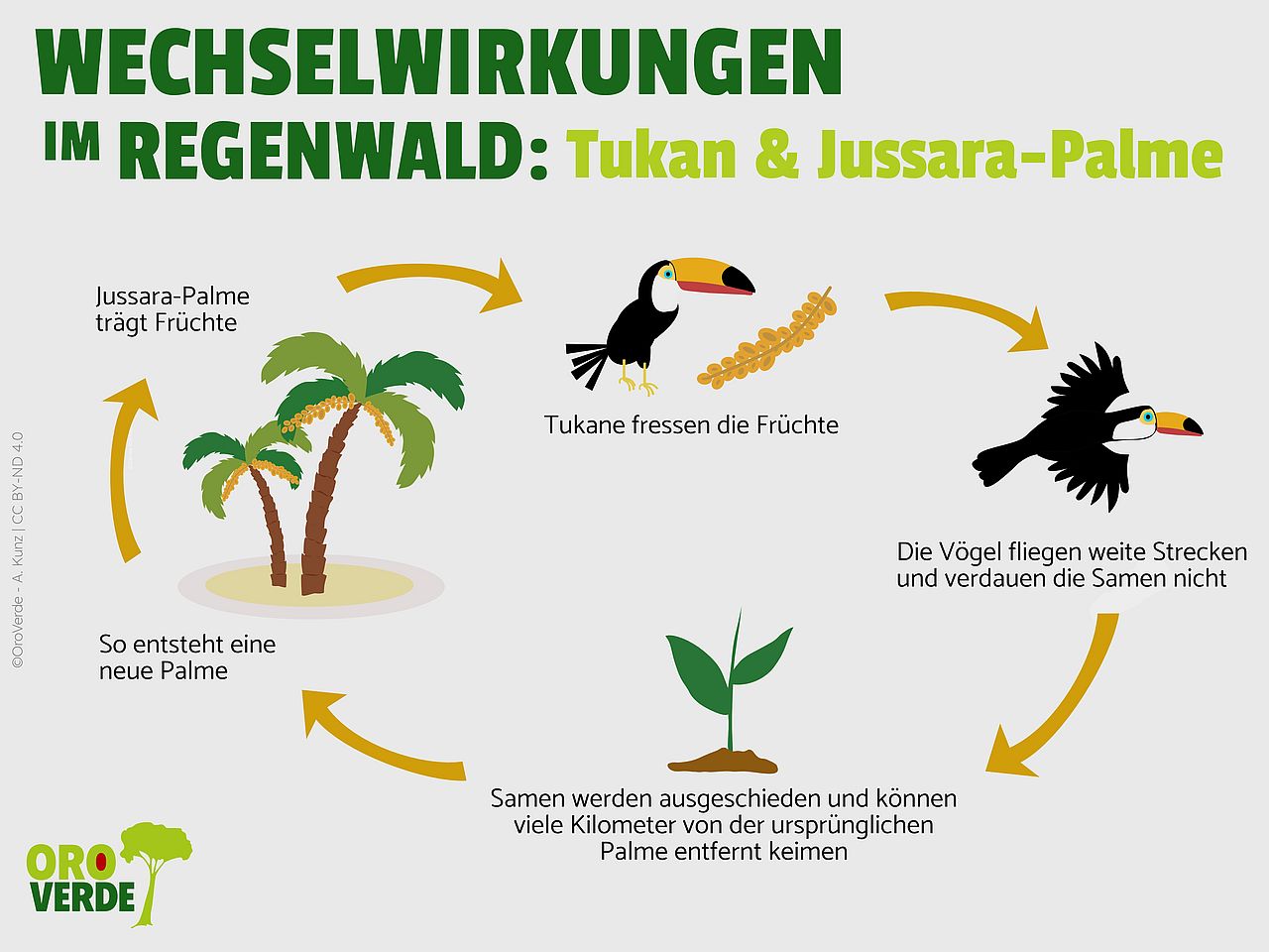 In einem Kreislauf wird gezeigt: Eine Jussara-Palme trägt Früchte. Tukane fressen die Früchte. Die Vögel fliegen weite Strecken und verdauen die Samen nicht. Die Samen werden ausgeschieden und können weit entfernt keimen. Daraus entsteht eine neue Palme. Pfeile verbinden die Schritte zu einem geschlossenen Kreislauf.