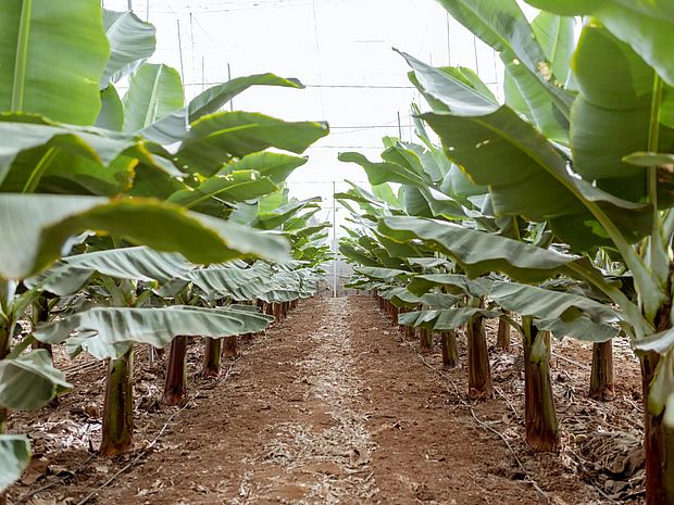 Bananen auf einer Monokultur-Plantage in langen Reihen gepflanzt