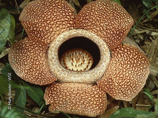 Die Rafflesia kann ganz schön stark stinken! ©Henrik Ishikara 