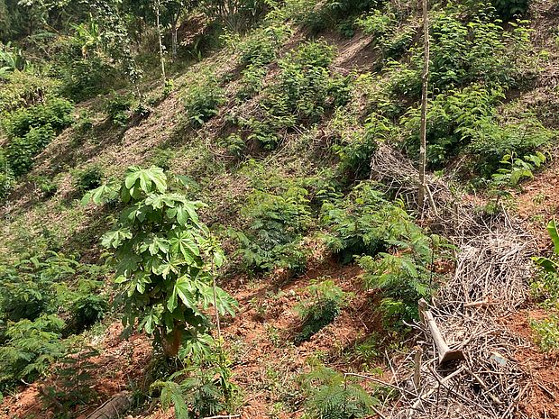 Hangbefestigung EbA-Maßnahme in Haiti ©OroVerde - J. Baumann Hangbefestigung EbA-Maßnahme in Haiti