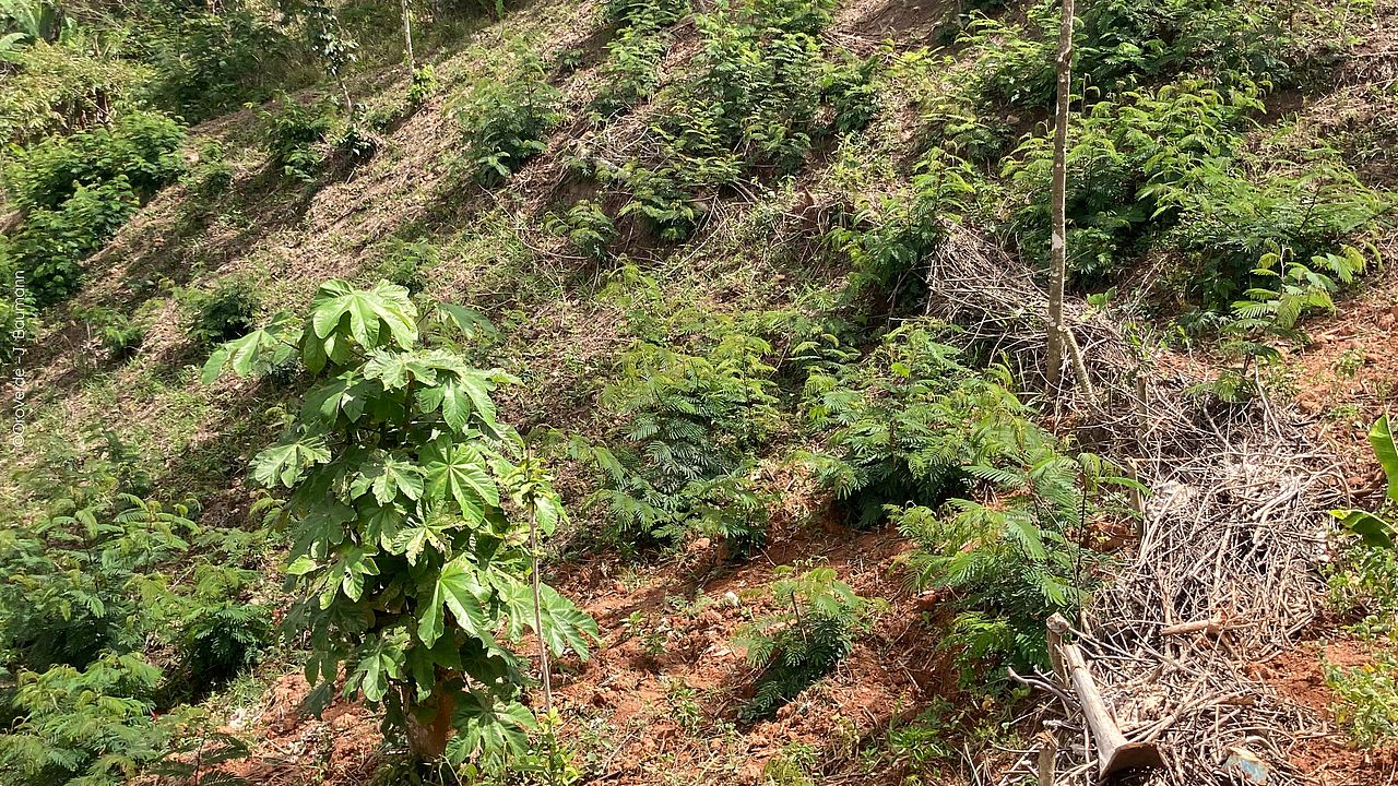 Terrassierung und tote Barrieren zur Hangbefestigung ©OroVerde - J. Baumann