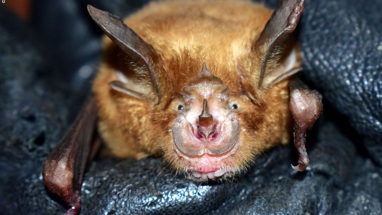 Fledermäuse im Himalaya: rhinolophus sinicus ©Elisabeth Kalko Stiftung