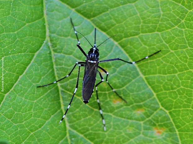 Eine Asiatische Tigermücke sitzt auf einem Blatt
