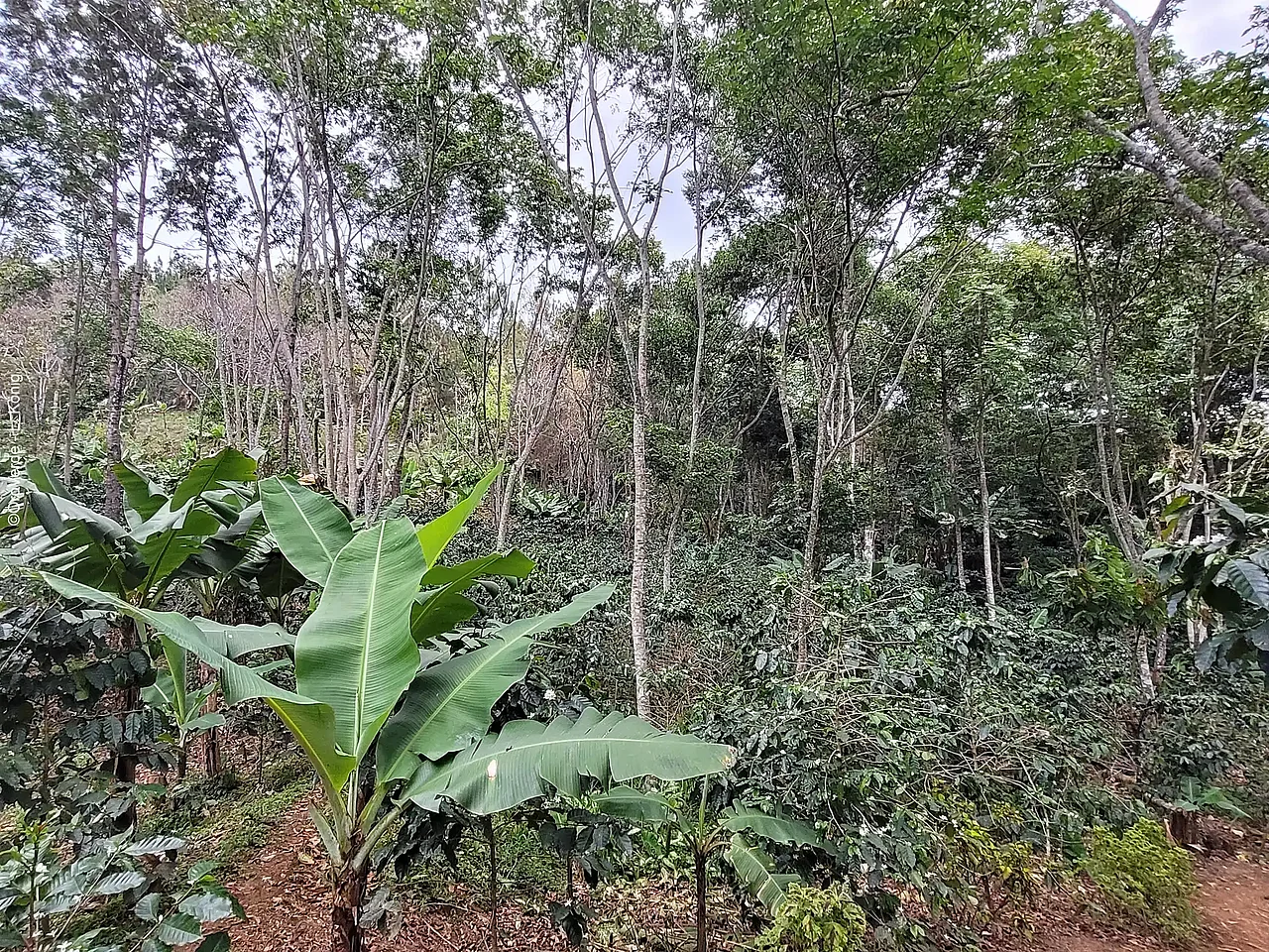 Bananenstauden und Kaffeebäume in einem Wald ©OroVerde - L. König