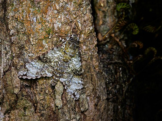 Während der industriellen Revolution half genetische Vielfalt dem Birkenspanner dabei, sich an seine verändernde Umwelt besser anzupassen.