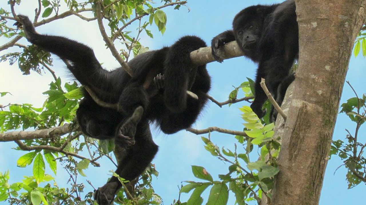 Brüllaffe in Guatemala, Parque Nacional Sierra del Lacandón