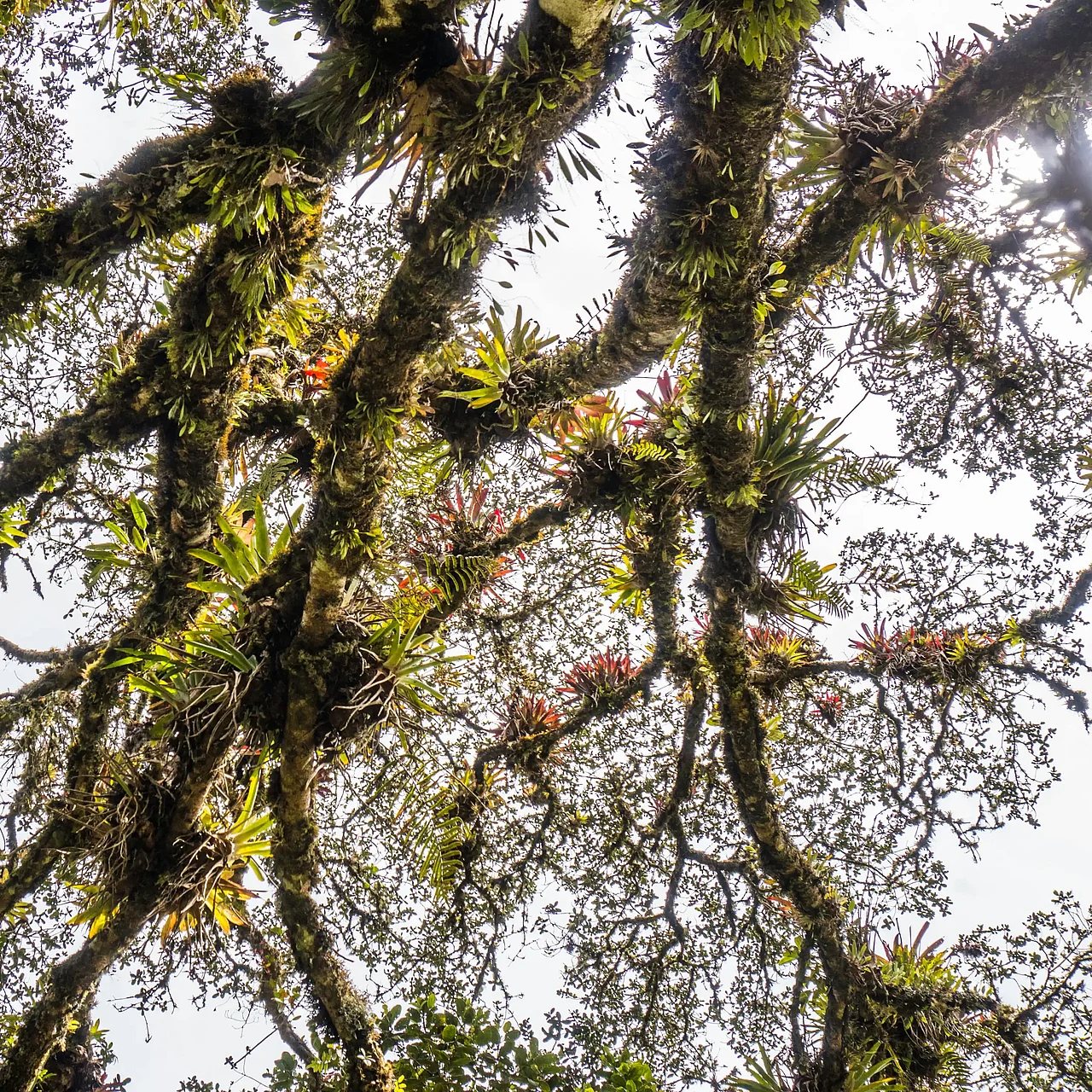 Epiphyten in einem Baum