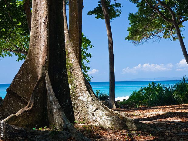 Küstenregenwald in Indonesien ©Konrad Wothe