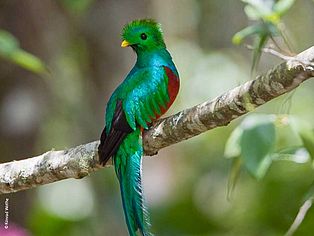 Regenwald helfen: Quetzal in Guatemala © Konrad Wothe
