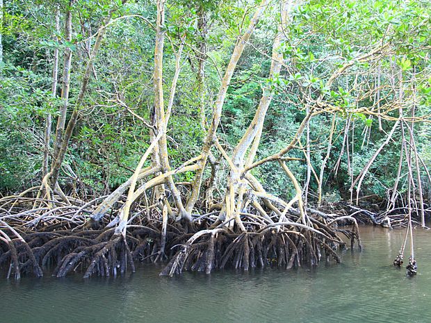 Mangrovenwald am Ufer des Nationalparks