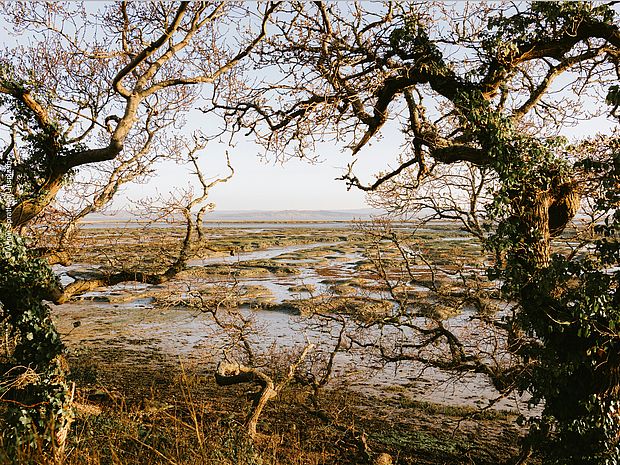   Ein weitläufiger Blick über ein sumpfiges Feuchtgebiet 