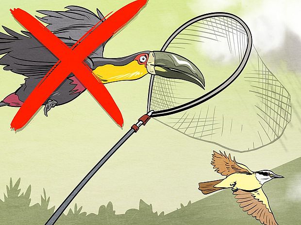 Grafik: der Tukan wird gefangen oder gejagt - der Tukan und die Jussara-Palme, eine Geschichte über Biodiversität und den Klimawandel