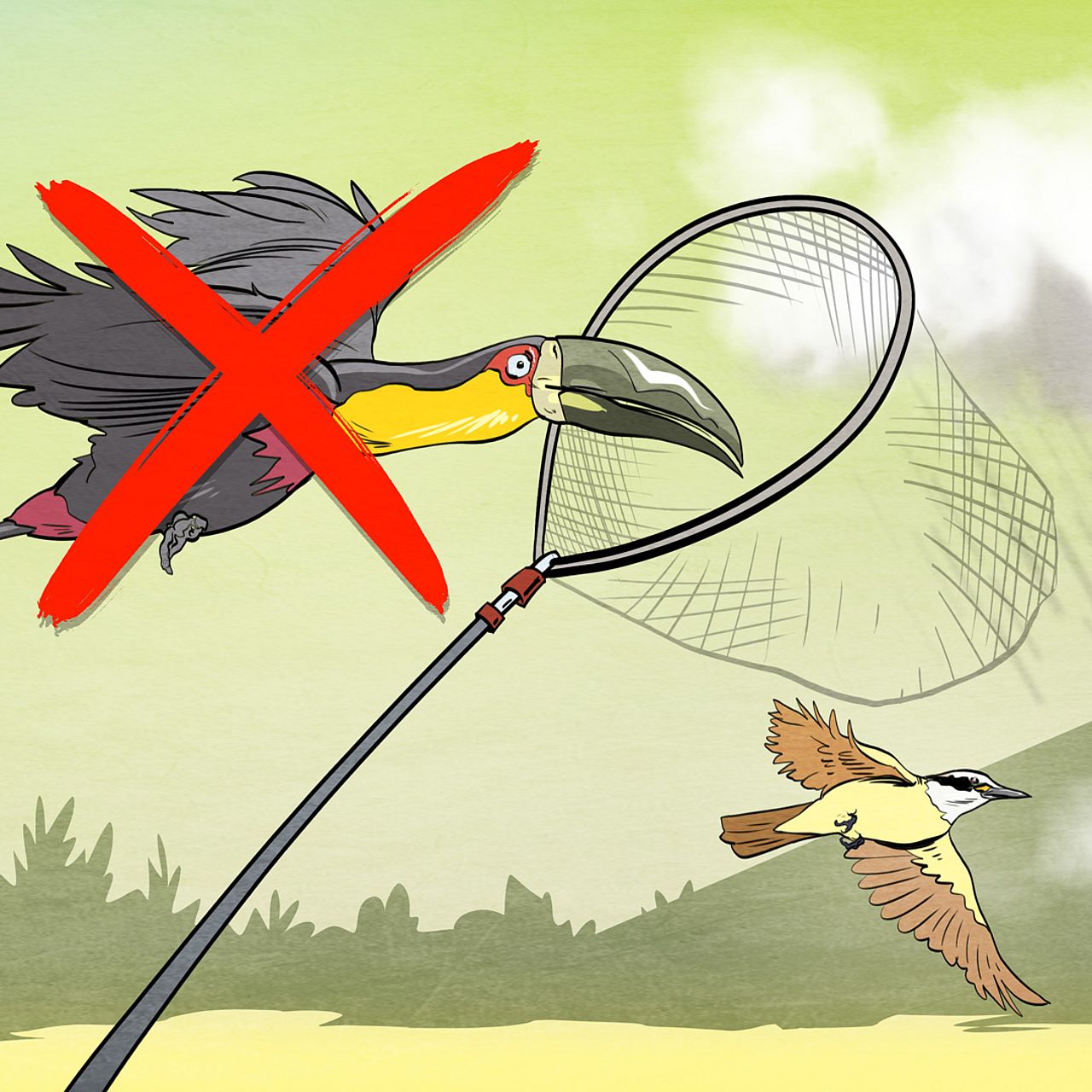 Grafik: der Tukan wird gefangen oder gejagt - der Tukan und die Jussara-Palme, eine Geschichte über Biodiversität und den Klimawandel