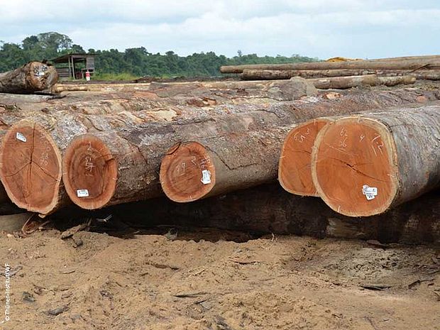 Tropenholz legal geschlagen und zertifiziert.  (© Thünen-Institut/WF)