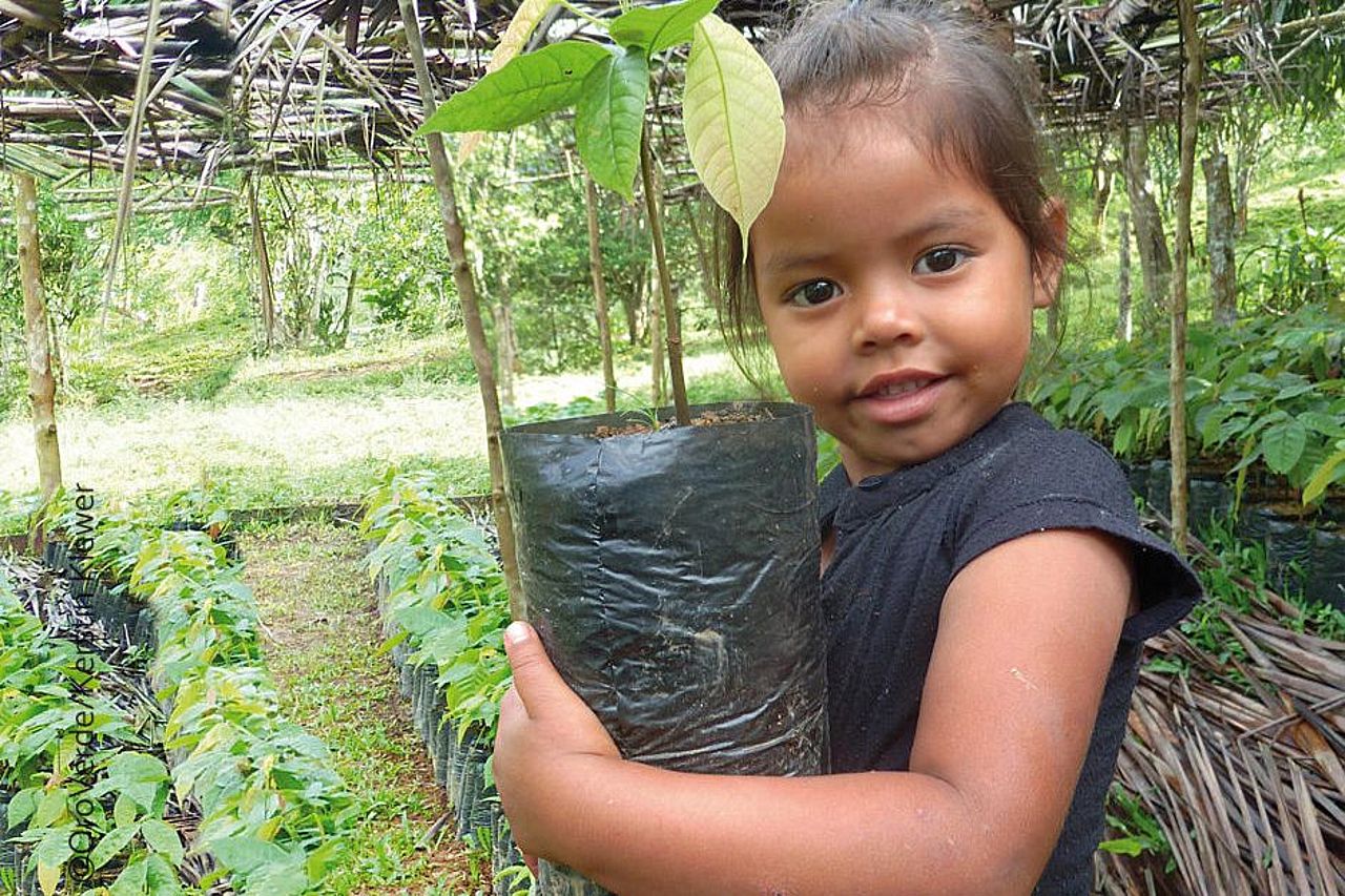 Bekämpfen Sie mit Ihrer Spende Armut: Zum Beispiel durch nachhaltigen Kakaoanbau in Waldgärten (Agroforst). ©OroVerde/Kerstin Klewer