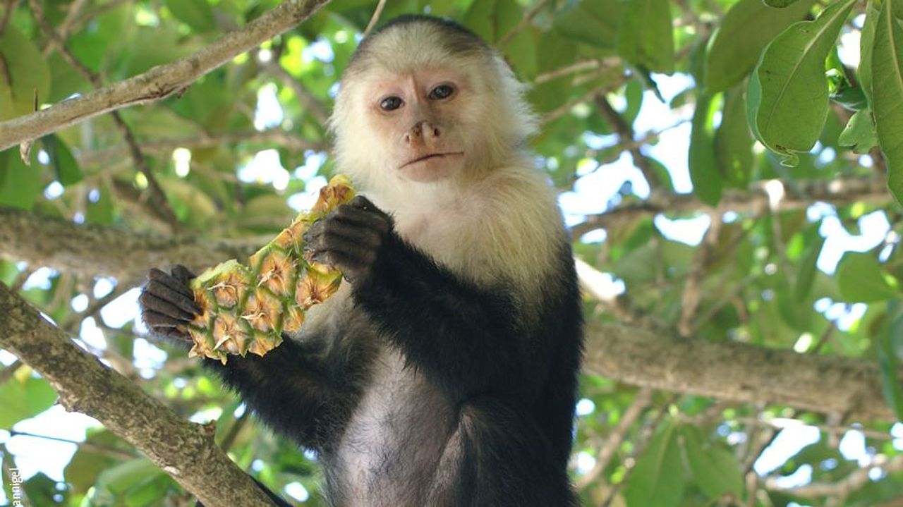 Artenvielfalt: Dem Kapuzineraffen begegnet man im Regenwald von Costa Rica häufig ©Elke Mannigel